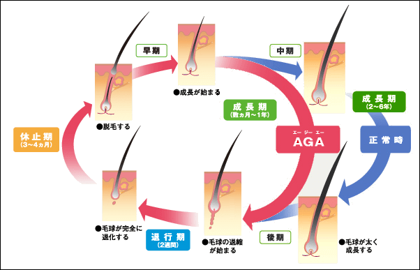 初期脱毛の本数